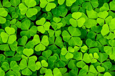 Background with green clover leaves for Saint Patrick's day. Abstract backdrop for design with a shamrock.の写真素材