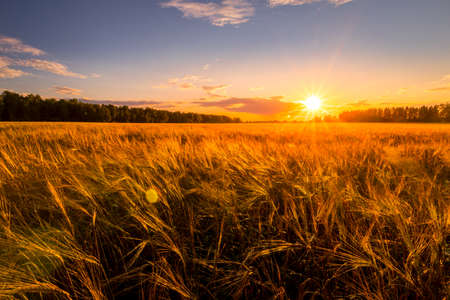 Sunset or sunrise in an agricultural field with ears of young golden rye on a sunny day. The rays of the sun pushing through the clouds. Landscape.の写真素材