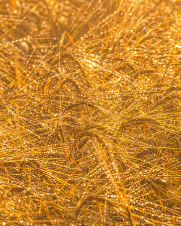 Sunrise in an agricultural field with golden ears of ripe rye covered with dew in the early morning. The glare of the sun is reflected in the water drops.の写真素材