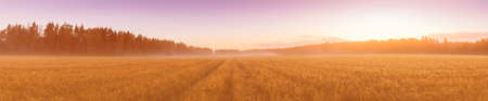 Twilight in an agricultural field with fog, path and golden rye covered with dew on an early summer...