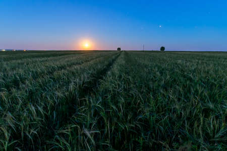 Moon and stars over a field with young green wheat on a summer night. Landscape.の写真素材