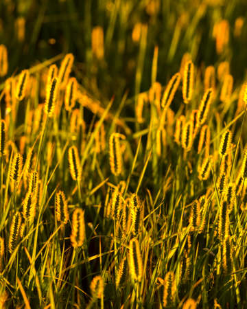 Green ears of young rye lit by the evening rays of the sun. The concept of agriculture and cultivation of cereals. Close-up.の写真素材