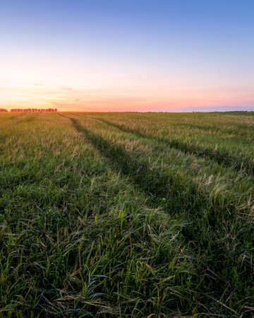 Twilight in an agricultural field with ears of young green wheat and a path through it on a sunny day. The rays of the sun pushing through the clouds. Landscape.の写真素材