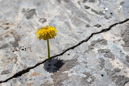 A yellow dandelion flower growing from a crack in concrete or cement. The concept of growth, overcoming difficulties, strength, hope, beginning and rebirth.の写真素材