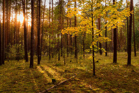 Maple with golden leaves in the autumn pine forest at sunset or sunrise. Sunbeams shining between...