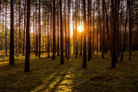 Sunset or sunrise in the autumn pine forest. Sunbeams shining between tree trunks.の写真素材
