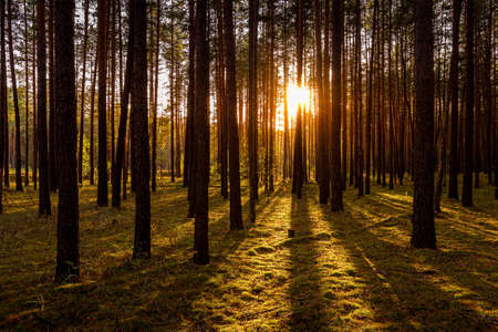 Sunset or sunrise in the autumn pine forest. Sunbeams shining between tree trunks.の写真素材