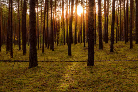 Sunset or sunrise in the autumn pine forest. Sunbeams shining between tree trunks.の写真素材