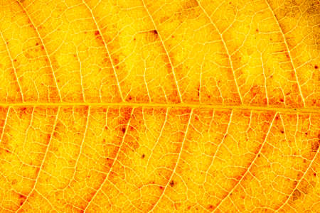 Texture of orange autumn leaf with veins close-up. Abstract background for design.