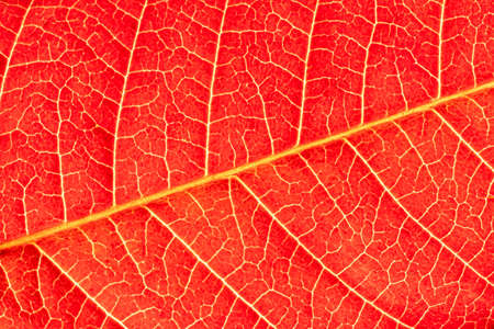 Texture of red autumn leaf with veins close-up. Abstract background for design.