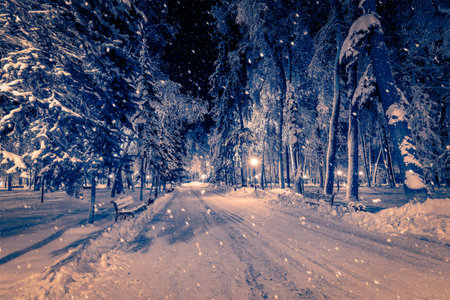 Winter night park with lanterns, pavement and trees covered with snow in heavy snowfall.の写真素材