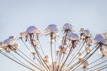 Dried flowers covered with snow and frost and illuminated by the sun at sunrise or sunset in winter.の写真素材