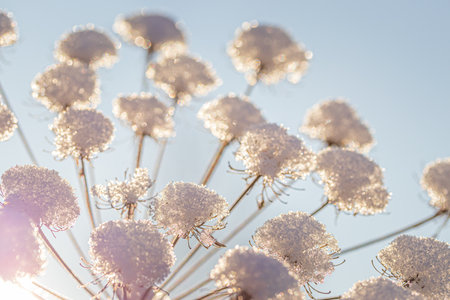 Dried flowers covered with snow and frost and illuminated by the sun at sunrise or sunset in winter.の写真素材