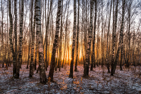 Sunset or sunrise in a birch grove with the first winter snow on earth. Rows of birch trunks with the sun's rays passing through them.の写真素材