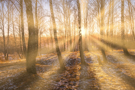 Sunset or sunrise in a birch grove with the first winter snow on earth. Rows of birch trunks in the...