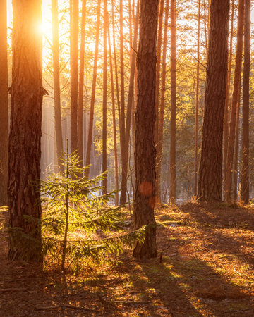 Sunset or sunrise in the spring pine forest. Sunbeams shining through the haze between pine trunks.の写真素材