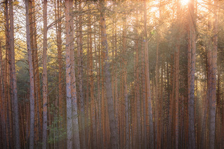 Sunset or sunrise in the spring pine forest. Sunbeams shining through the haze between pine trunks.