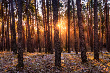 Sunset or sunrise in the spring pine forestwith last snow. Sunbeams shining through the haze between pine trunks.の写真素材