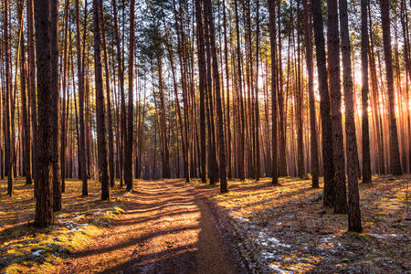 Sunset or sunrise in the spring pine forestwith last snow. Sunbeams shining through the haze between...