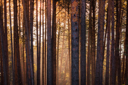 Sunset or sunrise in the spring pine forest. Sunbeams shining through the haze between pine trunks.の写真素材