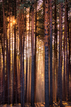 Sunset or sunrise in the spring pine forest. Sunbeams shining through the haze between pine trunks.の写真素材