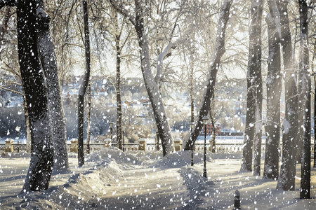 Strong snowfall in winter city park covered with snow on a sunny winter day. Sun rays breaking through trees and falling snowflakes.の写真素材