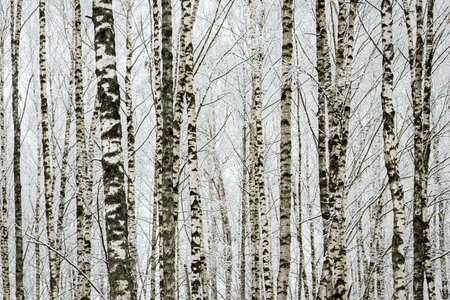 Birch grove after a snowfall on a winter cloudy day. Birch branches covered with stuck snow.の写真素材