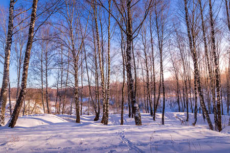 Sunset or sunrise in a birch grove with a winter snow on earth. Rows of birch trunks with the sun's rays passing through them.の写真素材