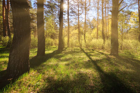 Sunbeams streaming through the pine trees and illuminating the young green foliage on the bushes in...