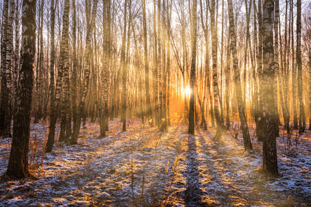 The sun's rays breaking through the trunks of birches and the last non-melting snow on the ground in a birch forest in spring.の写真素材