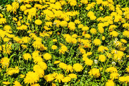Yellow blooming dandelions on a spring meadow on a sunny day.の写真素材