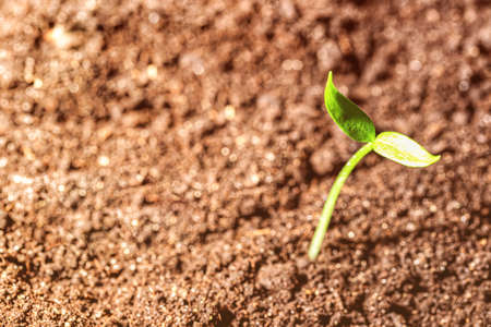 Young sprout in the ground with green leaves. Growth, development and springtime concept.の写真素材