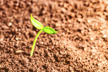 Young sprout in the ground with green leaves. Growth, development and springtime concept.の写真素材