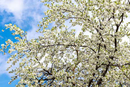 Blooming cherry flowers on branches in spring on a sunny day.