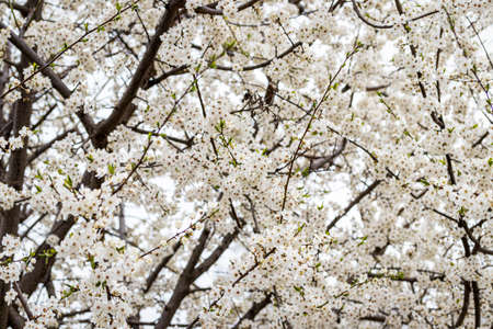 Blooming cherry flowers on the branches in the spring.