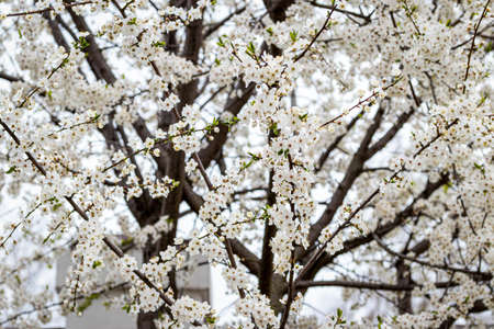 Blooming cherry flowers on the branches in the spring.