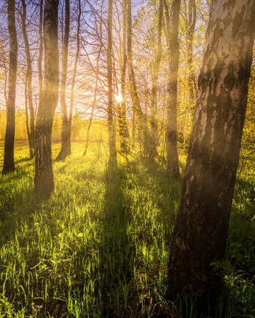 Sunrise or sunset in a spring birch forest with rays of sun shining through tree trunks by shadows and young green grass. Misty morning landscape.の写真素材