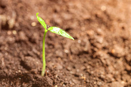 Young sprout in the ground with green leaves. Growth, development and springtime concept.の写真素材