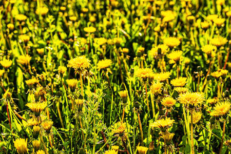 Yellow blooming dandelions on a spring meadow on a sunny day.の写真素材