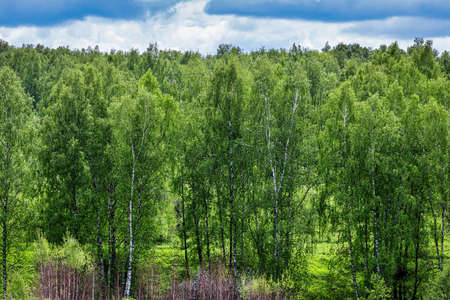 Spring birch forest with young green leaves glowing in the sun.の写真素材