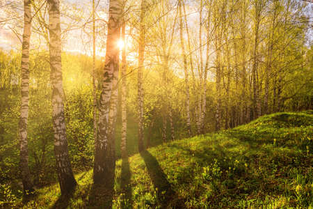 Sunrise or sunset in a spring birch grove with young green foliage and grass. Sun rays breaking through the birch trees.の写真素材