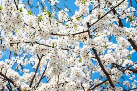 Blooming cherry flowers on branches in spring on a sunny day.の写真素材