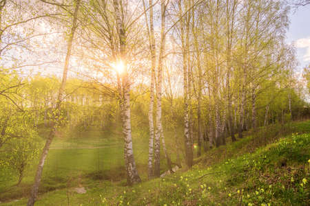 Sunrise or sunset in a spring birch grove with young green foliage and grass. Sun rays breaking through the birch trees.の写真素材