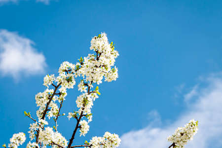 Blooming cherry flowers on branches in spring on a sunny day.