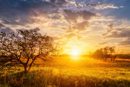 Sunrise in a spring field with green grass, lupine sprouts, fog on the horizon, trees on a foreground and cloudy sky. Sunrise in a spring field with green grass, lupine sprouts, fog on the horizon, cloudy sky.の写真素材