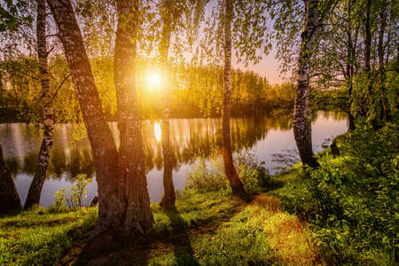 Sunrise or sunset on a pond with young green reeds, birches on the neighboring shore, reflected in water and fog.の写真素材
