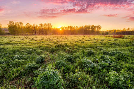 Sunrise in a spring field with green grass, lupine sprouts, fog above the pond and cloudy sky....