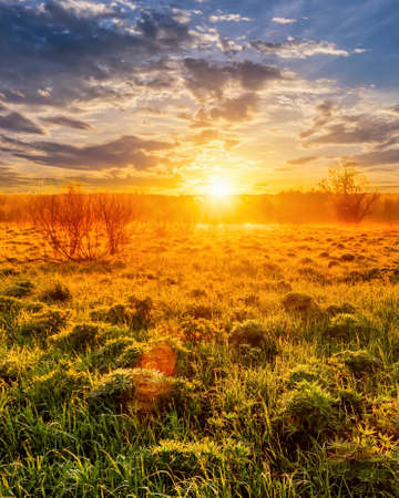 Sunrise in a spring field with green grass, lupine sprouts, fog on the horizon, cloudy sky. Sunbeams making their way through the clouds.の写真素材