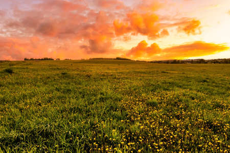 Sunrise or sunset on a field covered with young green grass and yellow flowering dandelions in springtime. Sunbeams making their way through the clouds.の写真素材