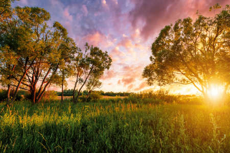 Beautiful sunset in a field with willows, sunbeams shining through them and cloudy sky background in summer.の写真素材